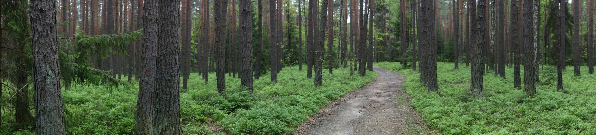 Pohádkové panoráma lesa v Třeboni