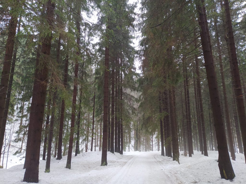 Lesy v Harachově