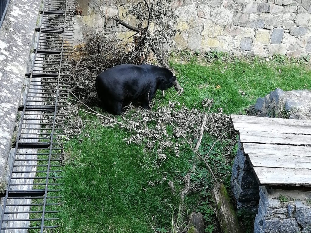 Medvěd. Zámek konopiště. Spaní pod širákem v Týnci nad Sázavou a Benešově. Spaní pod širým nebem v pohádkové krajině. Pohádkové výlety.