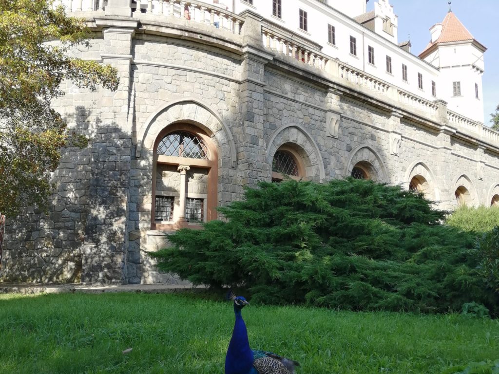 Páv. Zámek konopiště. Spaní pod širákem v Týnci nad Sázavou a Benešově. Spaní pod širým nebem v pohádkové krajině. Pohádkové výlety.